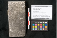 Foto (Objekt + Etikett) von Protea graeca Unger (NHMW-GEO-2024-0188-8138)